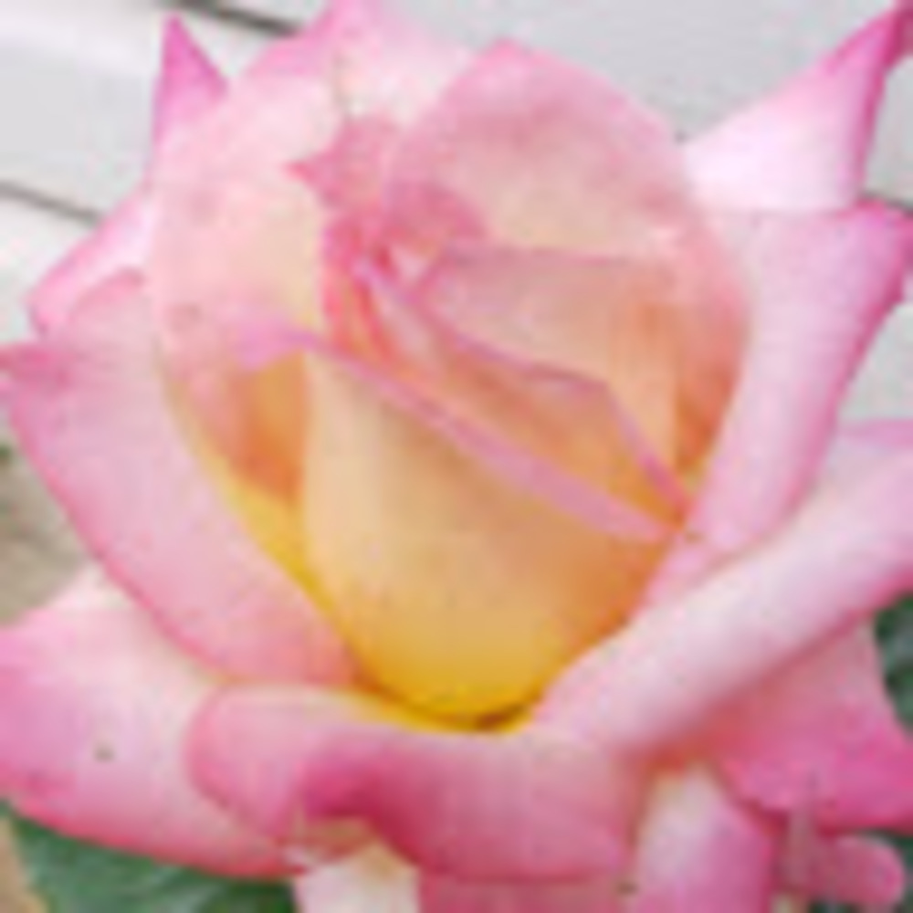 Meet your Posher, Gladys